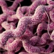 standard_compressed_campylobacter-biofilm800